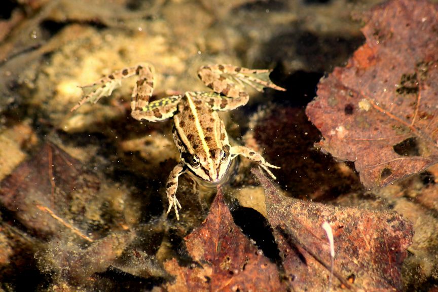 che rana ? Pelophylax sp. (Lombardia)